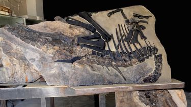 Es un enorme descubrimiento el de Bruno, en Italia.&nbsp;