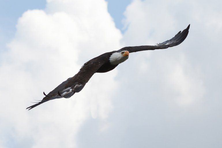 Florida: Águila calva reconstruye su nido tras paso de Ian