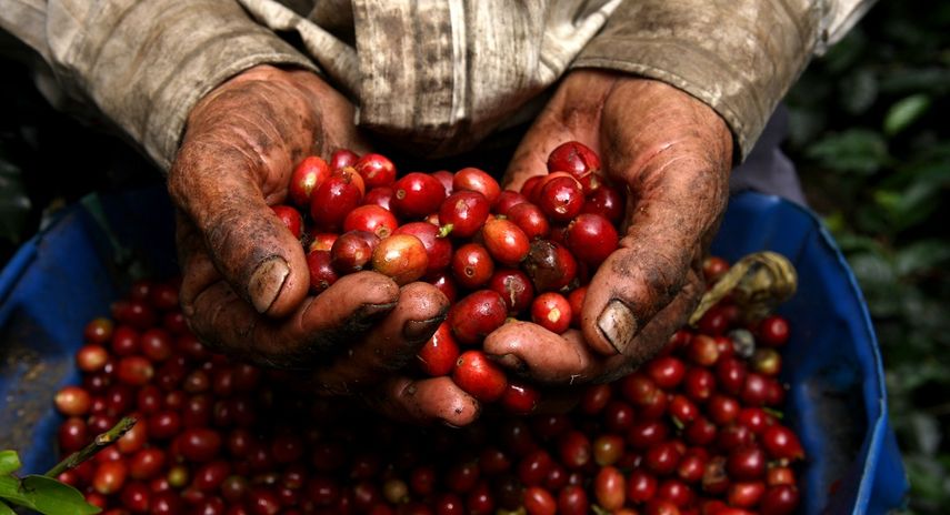 El aumento de escasos centavos en el precio final de la bebida sería una posibilidad para lograr que al menos 25 millones de familias caficultoras en Latinoamérica, África y Asia salgan de la pobreza.