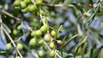 Aceitunas