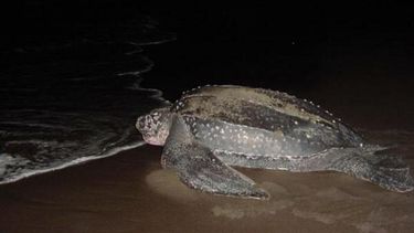 Fotografía de una tortuga &nbsp;tinglar en Puerto Rico.