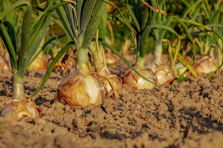 El r&eacute;gimen cubano dijo que la procedencia del producto decomisado (180 sacos de cebolla blanca y 1.000 ristras de morada) no estaba justificada.
