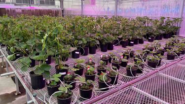 Plantas de fresas modificadas genéticamente crecen un invernadero de la empresa J.R. Simplot Company en Boise, Idaho.