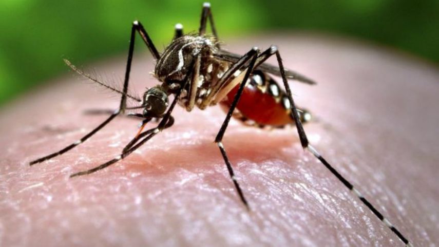 El mosquito Aedes aegypti, que transmite el zika, está presente en varios estados del sur de EEUU.