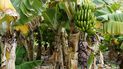 Imagen referencial cultivo de bananas
