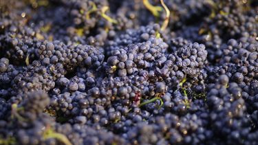 En esta imagen del viernes 28 de agosto de 2014, se ven uvas reci&eacute;n cosechadas en Napa, California.&nbsp;