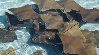 Un grupo de rayas.&nbsp;