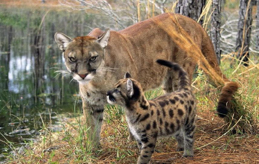 Pantera y puma online