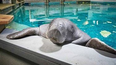 Snooty fallece dos días después de celebrar su cumpleaños número 69.&nbsp;