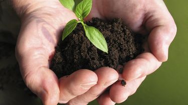 Cada 1 de noviembre se celebra el Día Mundial de la Ecología.&nbsp;