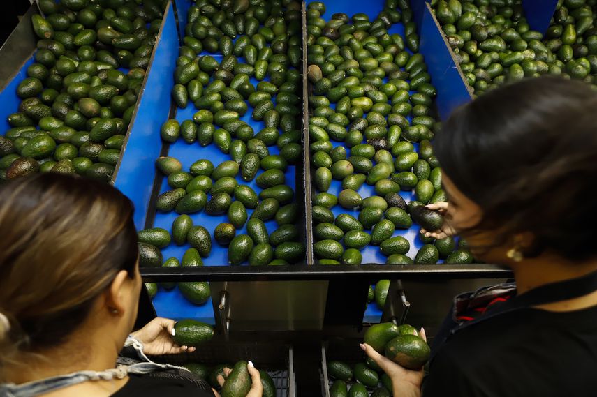 Una trabajadora selecciona aguacates en una planta de empaque en Uruapan, México, 16 de febrero de 2022.&nbsp;