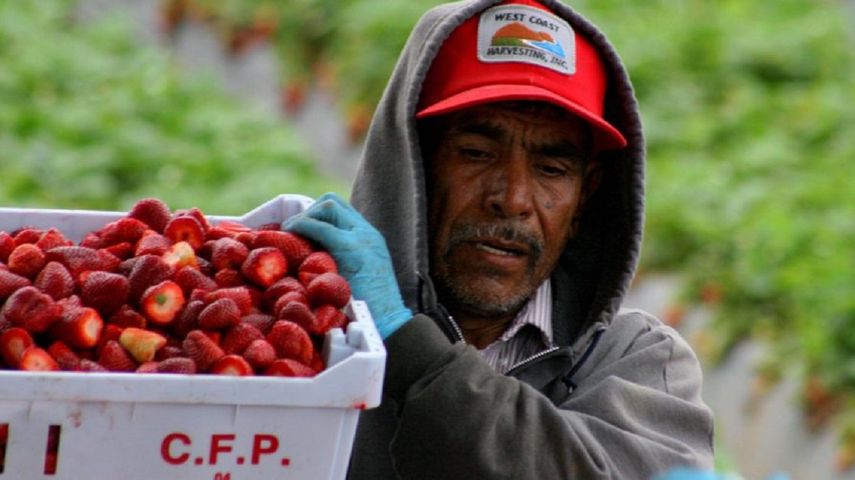 Se espera que las medidas que adopte la administración de Donald Trump sí afecte el sector agrícola en California.