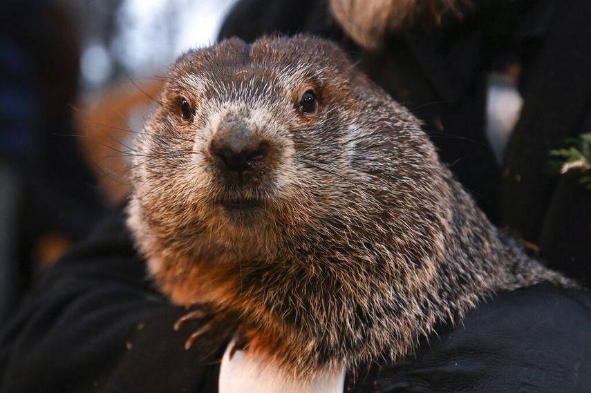 A.J. Dereume, manejador del Groundhog Club, sostiene a Punxsutawney Phil, la marmota que pronostica el clima, durante la celebración número 136 del Día de la Marmota en Gobblers Knob en Punxsutawney, Pensilvania, el miércoles 2 de febrero de 2022.