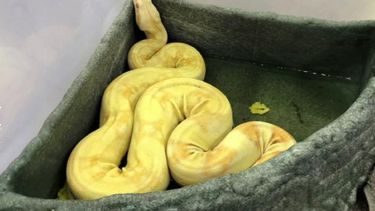 El descubrimiento encabeza la lista de cosas extrañas que llegan a este centro.