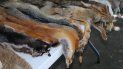 Pieles de animales empleadas en la alta costura de la moda. Pieles de animales empleadas en la alta costura de la moda.