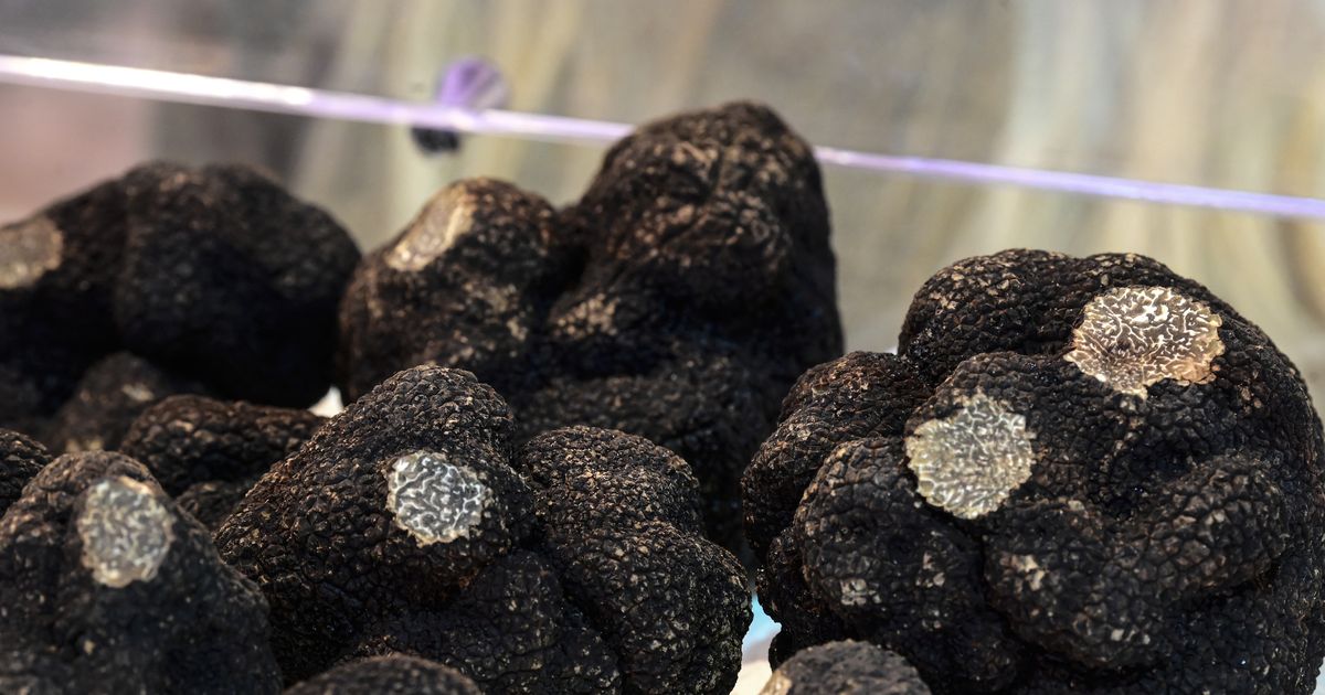 España se convierte en el primer productor de trufa negra