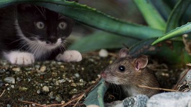 En los seres humanos, el estrés induce la producción de cortisona, equivalente en ratones a la corticosterona, producida por la glándula suprarrenal, revela un estudio sobre la caída del cabello.