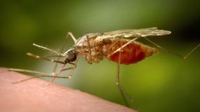 Los Centros para el Control y la Prevención de Enfermedades de EEUU muestra a un mosquito Anopheles funestus hembra alimentándose.