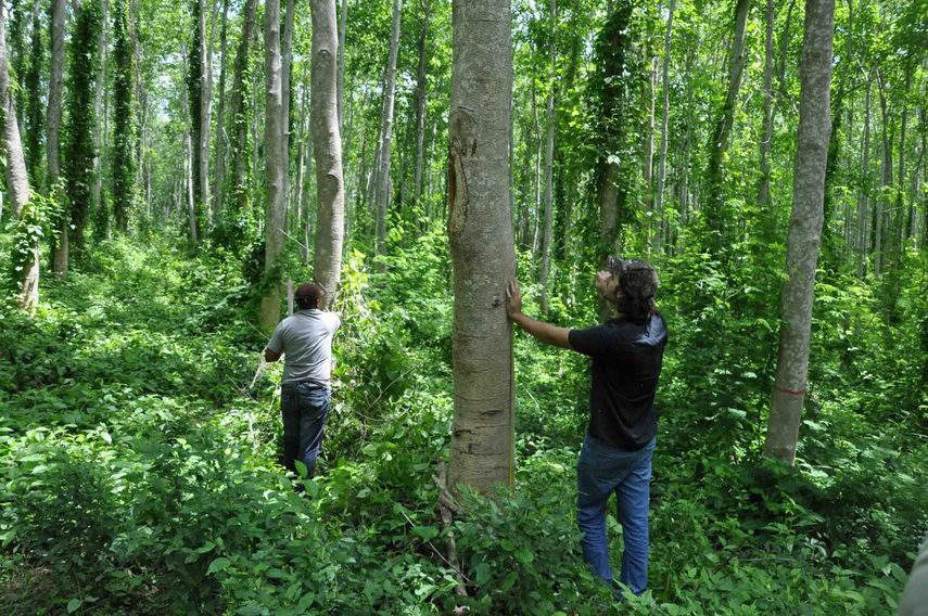 Dos hombres trabajan en el bosque.