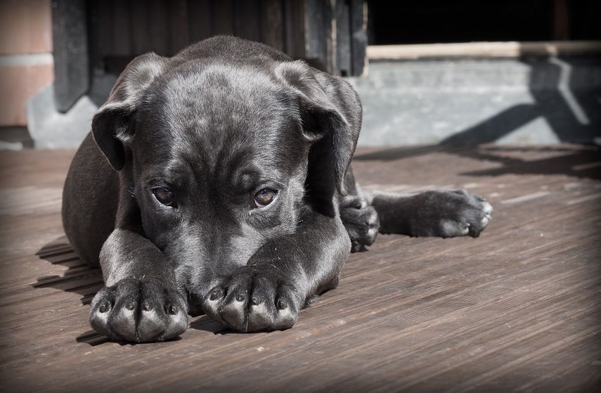 los perros saben que son perros