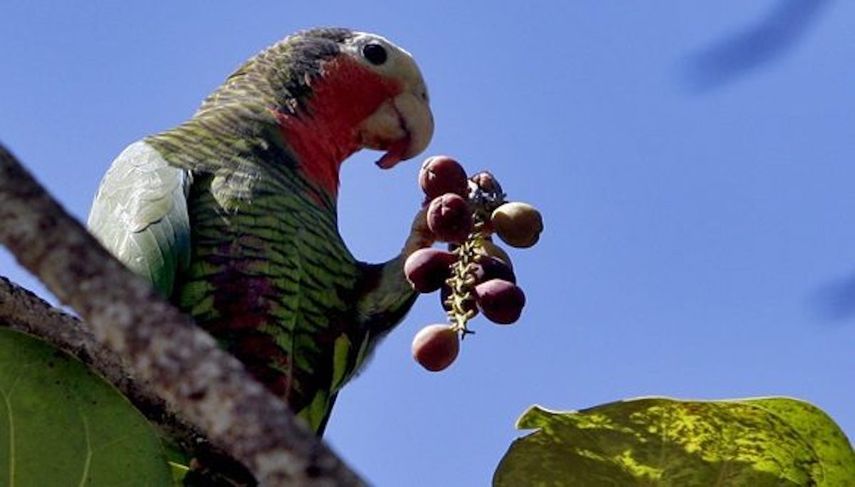 Una cotorra en la Ciénaga de Zapata, Cuba.&nbsp;