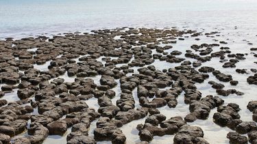 EstromatolitoN nuevos vestigios de la primera vida en la Tierra descubiertos en Arabia Saudita