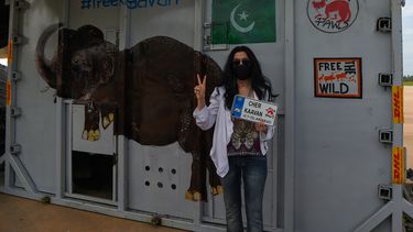 Tras años de maltrato en un zoo de Pakistán, el elefante más solitario del mundo llegó a Camboya este lunes, donde fue recibido por la superestrella estadounidense Cher, que lo acompañará a un santuario que alberga a otros paquidermos.