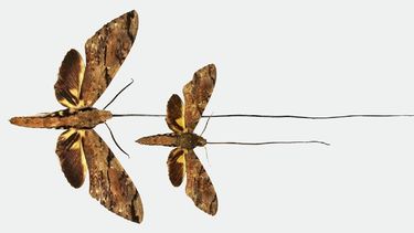 La nueva especie de polilla tiene la lengua más larga de todos los insectos, por lo que puede alcanzar el néctar en el fondo de la orquídea estrella de Madagascar