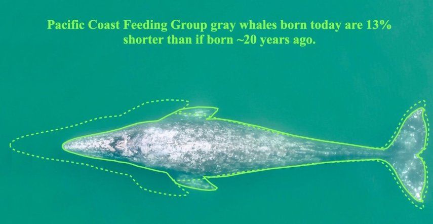 Esquema que muestra la disminución de longitud entre una ballena gris en el área estudiada adulta nacida antes de 2000 y una ballena gris nacida en 2020.