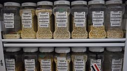 Las semillas podrían garantizar la&nbsp;resistencia a plagas, sequías y las propiedades nutricionales para la alimentación del ser humano.
