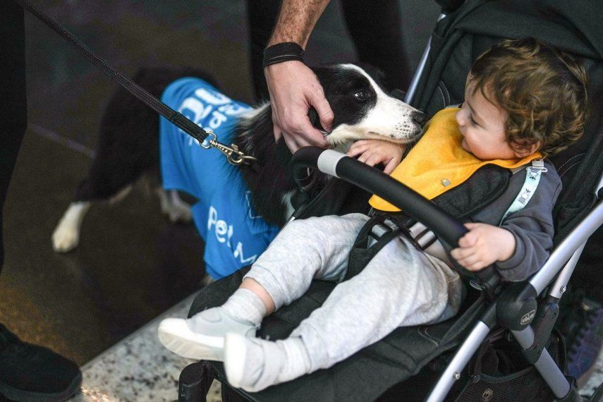 Un niño juega con Alita, una perra de terapia, en el Aeropuerto de Estambul, en Turquía, el 3 de abril de 2024. El Aeropuerto de Estambul ha hecho cinco nuevas contrataciones para proporcionar una experiencia libre de estrés a los viajeros con ansiedad: perros de terapia siempre dispuestos a ofrecer su apoyo con mimos, caricias y besos.&nbsp;