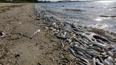 En&nbsp;Sanibel Causeway, en las costas del Condado Lee, se aprecia el impacto de la marea roja en la vida silvestre.