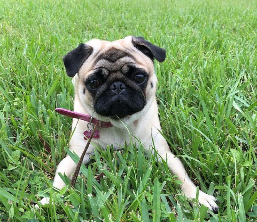 Los m&aacute;s peludos muchas veces se convierten en los reyes del hogar, como esta Pug Carlino llamada M&iacute;a Lulu.&nbsp;