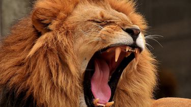 El felino tenía 20 años de edad. El CONAP dijo que ayudan a las autoridades a investigar el caso (foto referencial)