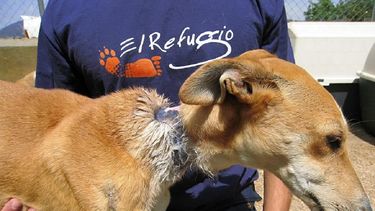 El Instituto de Bienestar Animal asegura que los mismos actos de crueldad hacia los animales son en general delitos de conformidad con la ley estatal.