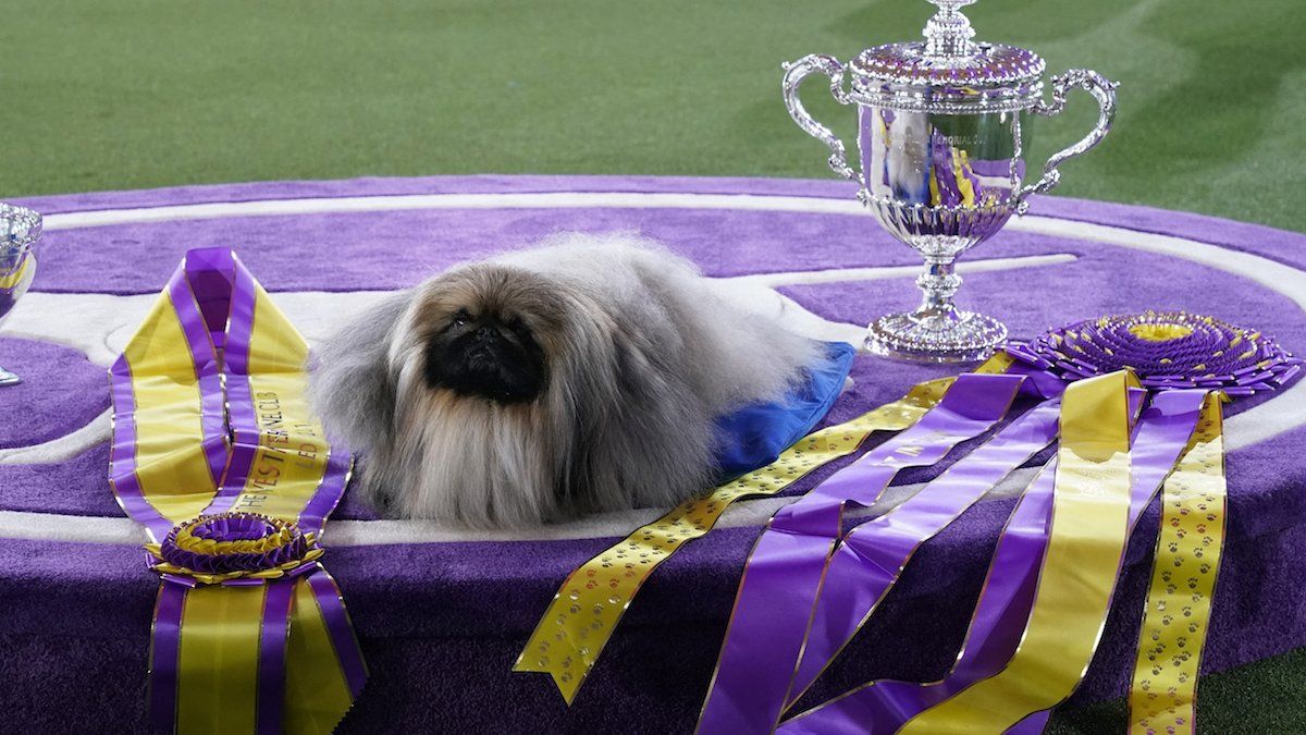 Pekingese wins famous New York dog show