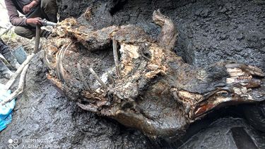 Esta fotografía tomada en agosto de 2020 muestra el cadáver de un rinoceronte lanudo en Yakutia, Rusia.&nbsp;