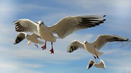 El cambio climático afecta a las aves en regiones tropicales