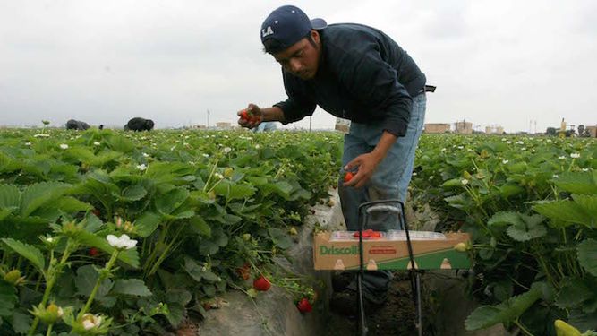 Un empleado recoge fresas.