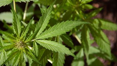 Marihuana de uso medicinal en Florida