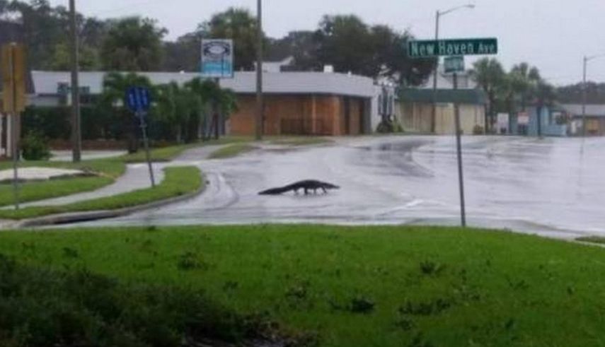 Las lluvias y los huracanes suelen estimular la salida de los caimanes a las calles de Florida.