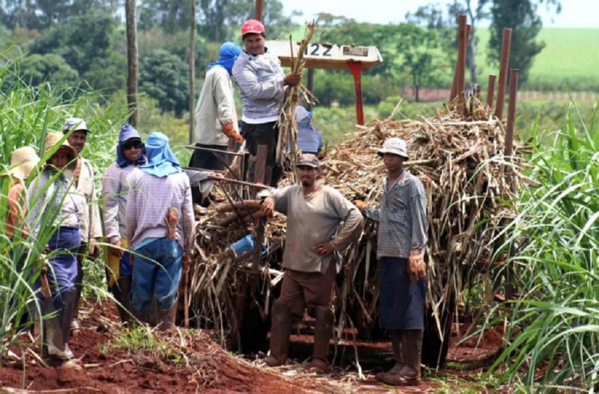 Trabajadores cubanos en campos de caña.