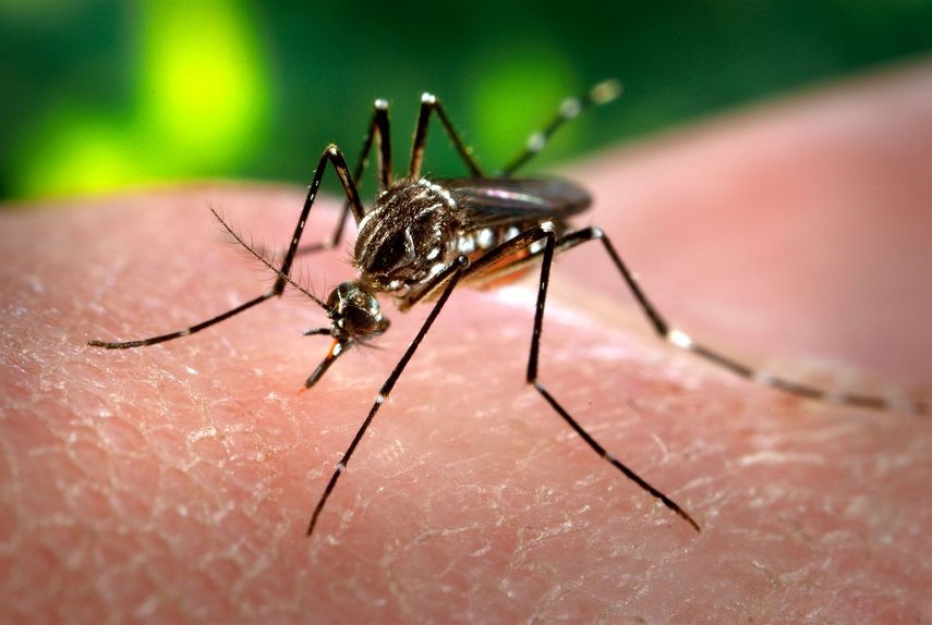 El mosquito Aedes aegypti &nbsp;transmite los virus del zika, chikunguya, fiebre amarilla y dengue.
