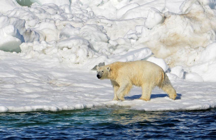 Polar de online niño