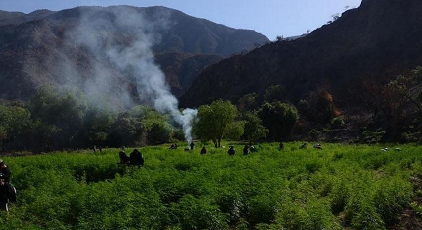 La plantación, con una superficie de 9.000 metros cuadrados, fue hallada por la FELCN durante una operación de patrullaje en el municipio de Omereque