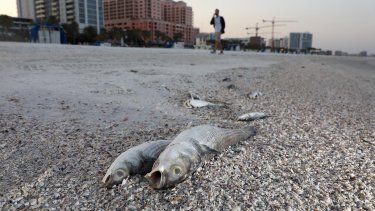 Numerosos peces muertos yacen en una playa debido a la presencia de marea roja en la playa de la localidad de Clearwater, condado Pinellas, en Florida, el jueves 9 de marzo de 2023.&nbsp;