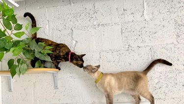 Los gatos Maisy y&nbsp;Loki juegan en un &aacute;rea de&nbsp;Cat&rsquo;s Meow Caf&eacute;.