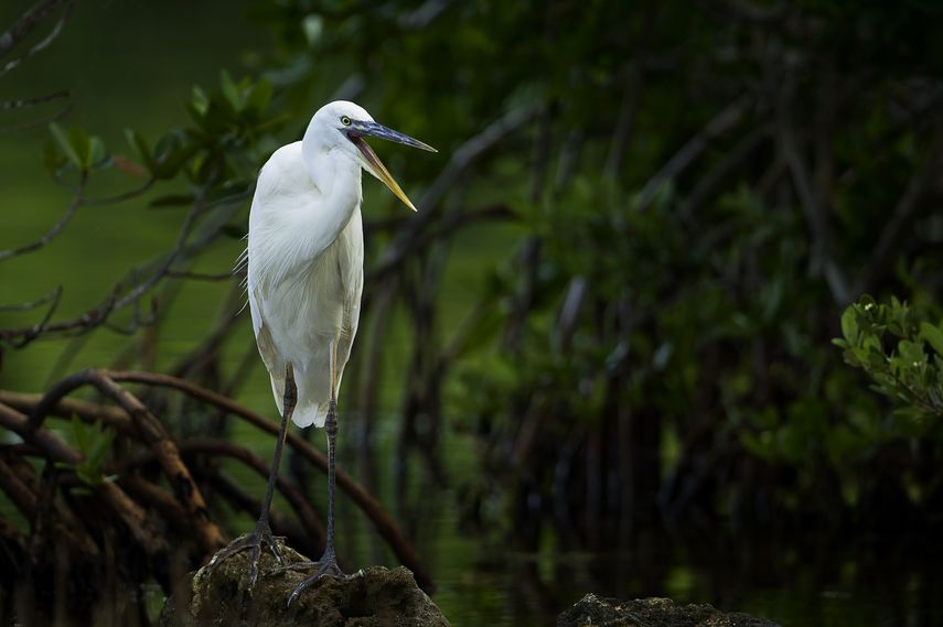 Todos los que quieran visitar Los Cayos de la Florida pueden buscar informaci&oacute;n sobre la flora y la fauna, y en particular sobre especies amenazadas. &nbsp;