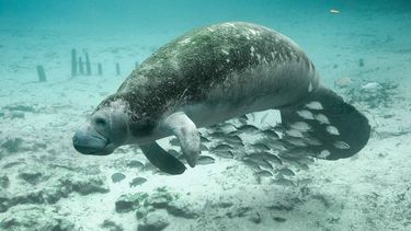 Los manatís son representativas de Florida.