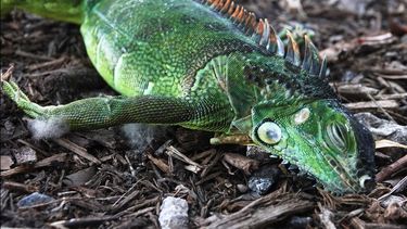 Una iguana aturdida yace en el suelo en el parque Cherry Creek, en Oakland Park, Florida.&nbsp;